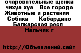 очаровательные щенки чихуа-хуа - Все города Животные и растения » Собаки   . Кабардино-Балкарская респ.,Нальчик г.